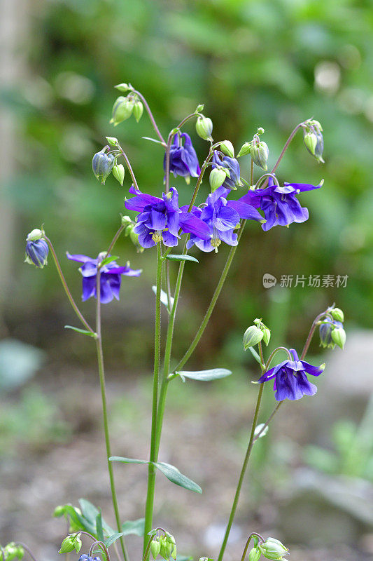 水仙花/耧斗菜花